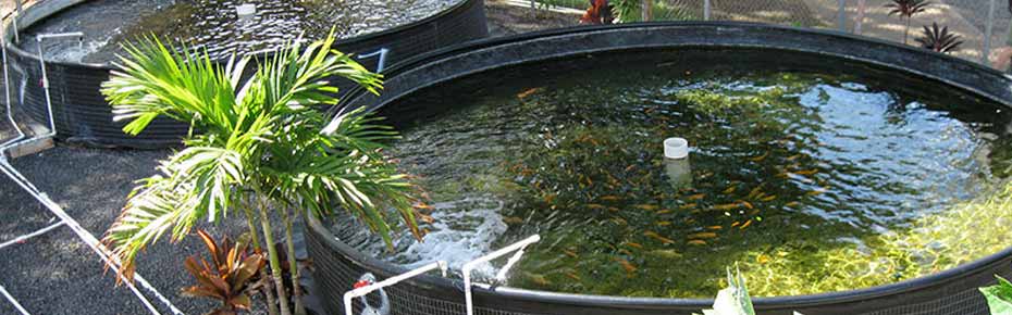 Ozone in Aquaculture application ozone-in-aquaculture-application-faraday-ozone