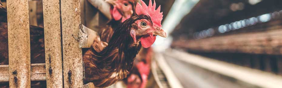 Ozone in Poultry application ozone-in-poultry-application-faraday-ozone