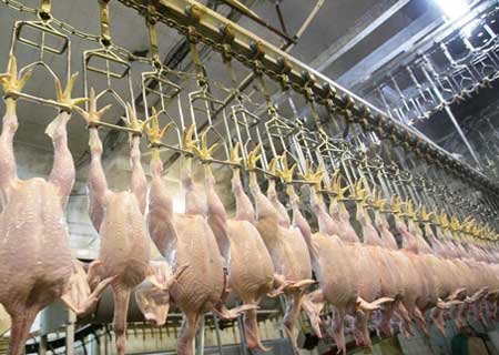 Ozone in Poultry application ozone-in-poultry-application
