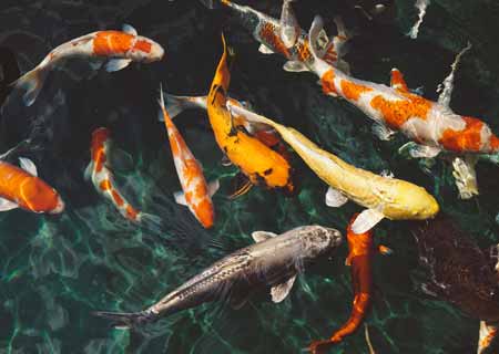 Ozone treatment for Aquaculture ozone-treatment-for-aquaculture